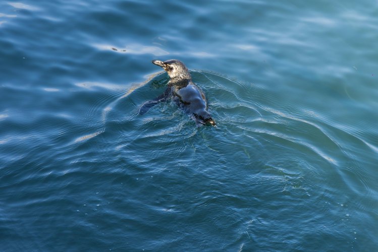 GORE promueve campaña de protección al cuidado del pingüino de Humboldt debido a los peligros que enfrentan a causa de la pesca recreativa-deportiva irregular