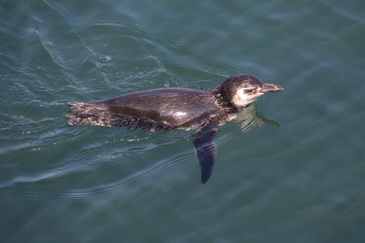 GORE promueve campaña de protección al cuidado del pingüino de Humboldt debido a los peligros que enfrentan a causa de la pesca recreativa-deportiva irregular